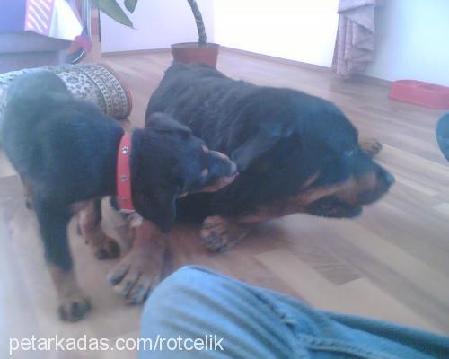 rot-asya Erkek Rottweiler