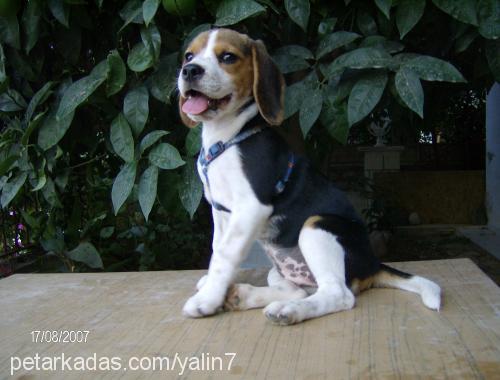 ada Dişi Beagle