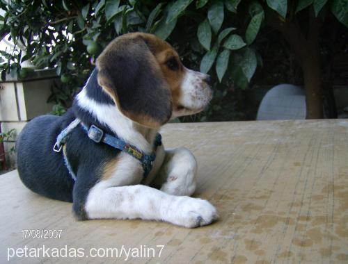 ada Dişi Beagle