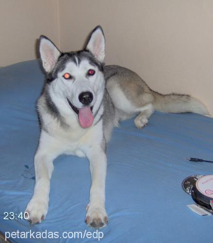 çakıl Dişi Sibirya Kurdu (Husky)