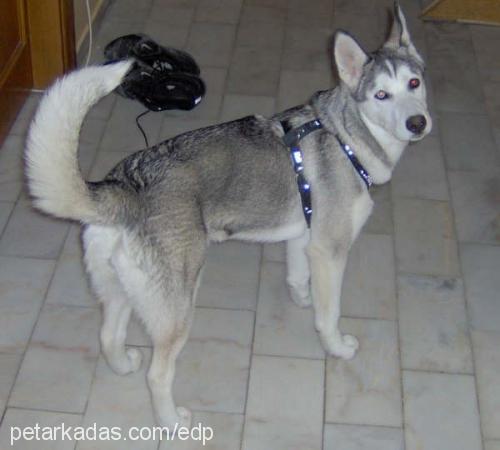 çakıl Dişi Sibirya Kurdu (Husky)