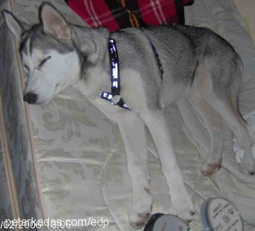 çakıl Dişi Sibirya Kurdu (Husky)