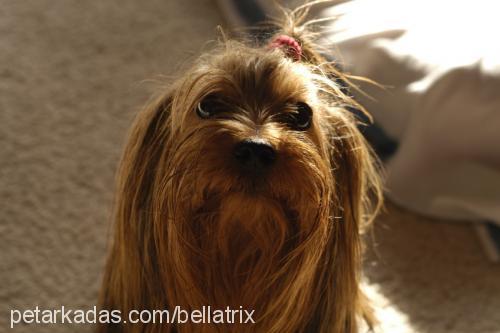 Bean Erkek Yorkshire Terrier