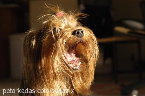 Bean Erkek Yorkshire Terrier