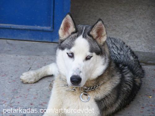 arthur Erkek Sibirya Kurdu (Husky)