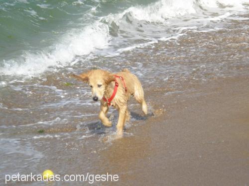 geshe Dişi Golden Retriever