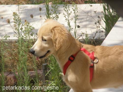 geshe Dişi Golden Retriever