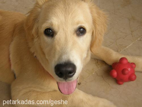 geshe Dişi Golden Retriever