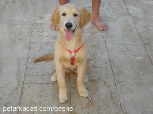 geshe Dişi Golden Retriever