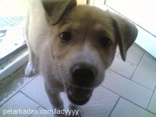 LADY Dişi Labrador Retriever