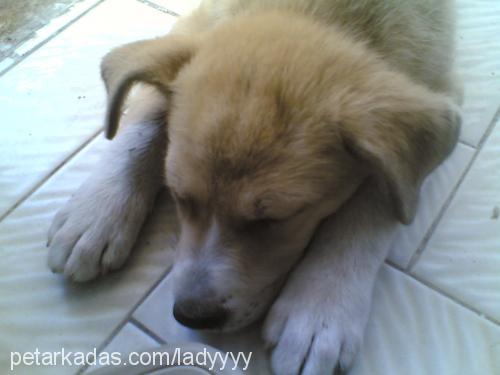 LADY Dişi Labrador Retriever