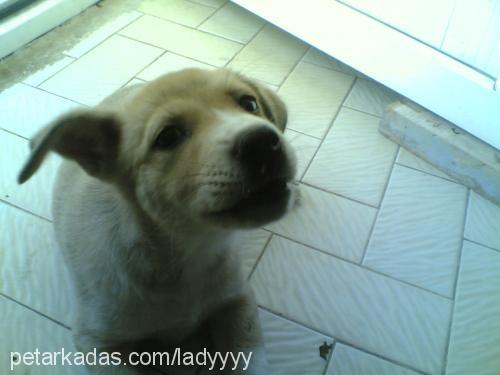 LADY Dişi Labrador Retriever