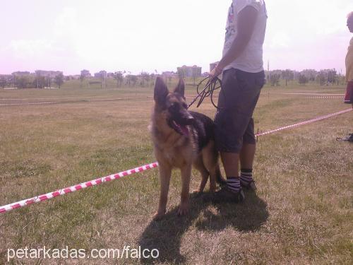 inci von sadagh Dişi Alman Çoban Köpeği