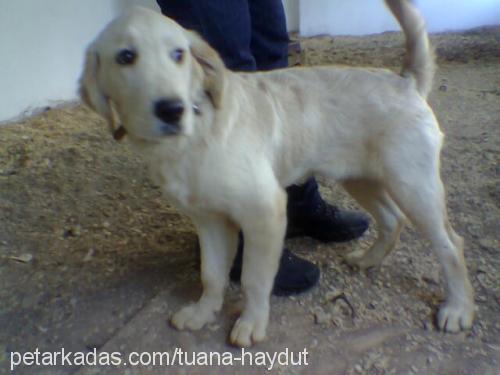 haydut Erkek Golden Retriever