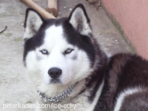 ice Erkek Sibirya Kurdu (Husky)