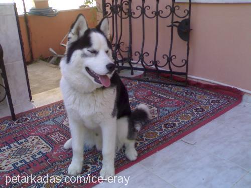 ice Erkek Sibirya Kurdu (Husky)