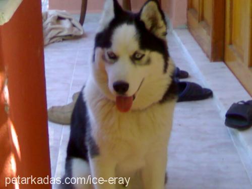 ice Erkek Sibirya Kurdu (Husky)