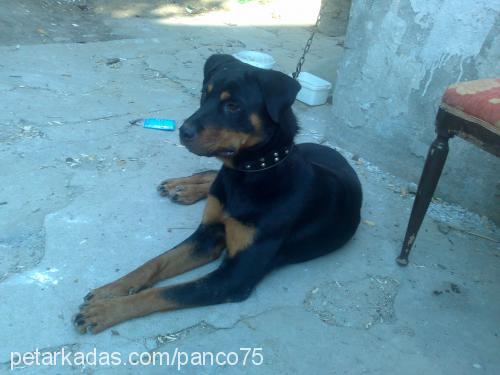 kontes Dişi Rottweiler