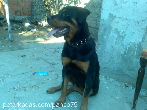 kontes Dişi Rottweiler