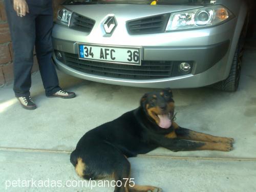 kontes Dişi Rottweiler