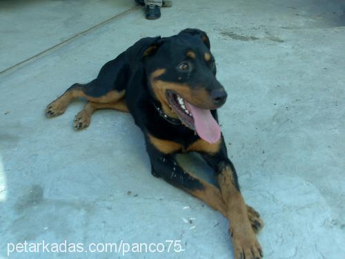 kontes Dişi Rottweiler