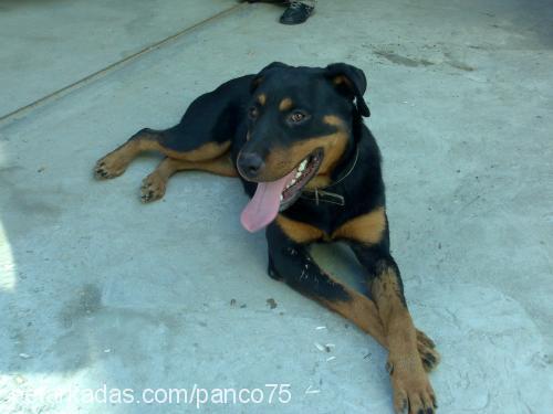 kontes Dişi Rottweiler