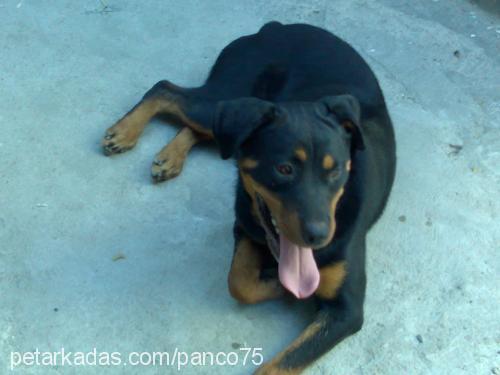 kontes Dişi Rottweiler