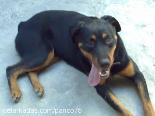 kontes Dişi Rottweiler