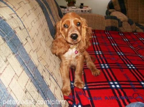 Çitirr Erkek İngiliz Cocker Spaniel