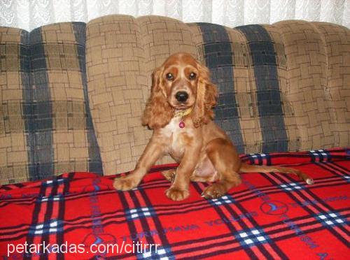 Çitirr Erkek İngiliz Cocker Spaniel