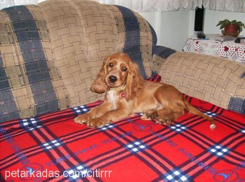 Çitirr Erkek İngiliz Cocker Spaniel