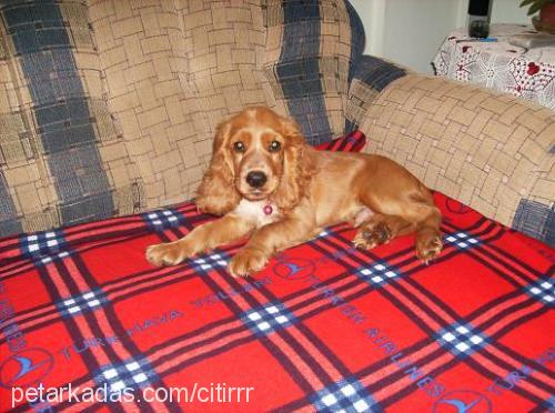 Çitirr Erkek İngiliz Cocker Spaniel