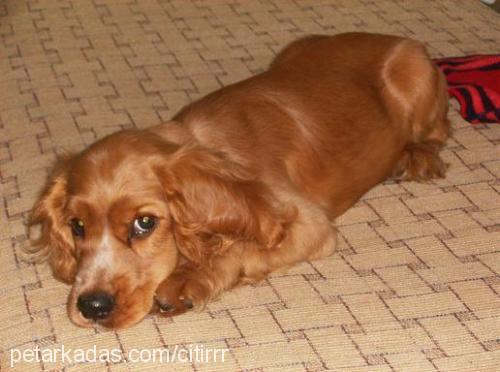 Çitirr Erkek İngiliz Cocker Spaniel