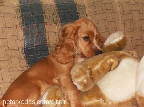 Çitirr Erkek İngiliz Cocker Spaniel