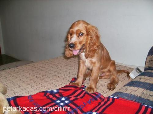 Çitirr Erkek İngiliz Cocker Spaniel