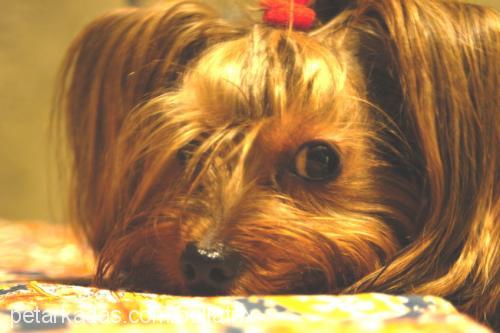 Bean Erkek Yorkshire Terrier