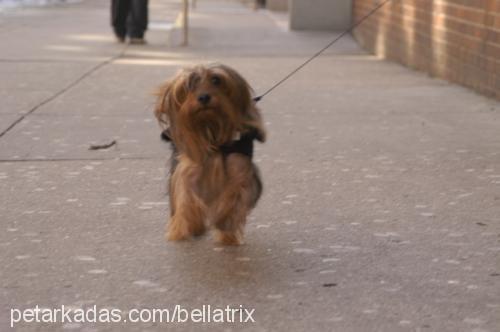 Bean Erkek Yorkshire Terrier