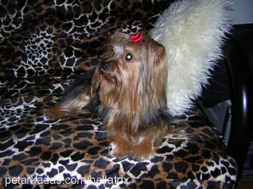 Bean Erkek Yorkshire Terrier