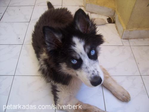 Dost Erkek Sibirya Kurdu (Husky)