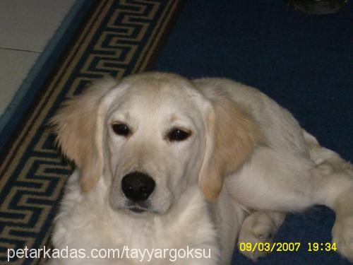 MİÇO Erkek Golden Retriever