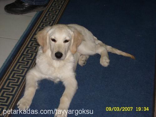 MİÇO Erkek Golden Retriever