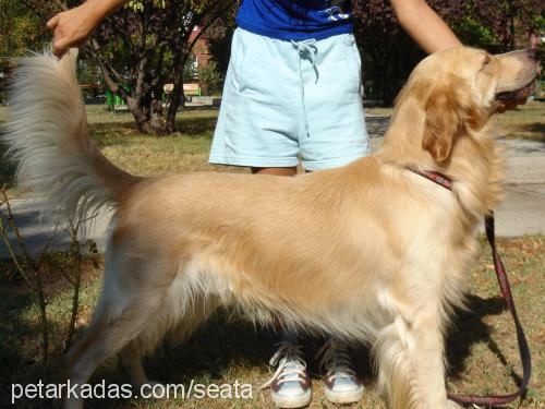 Togy Erkek Golden Retriever