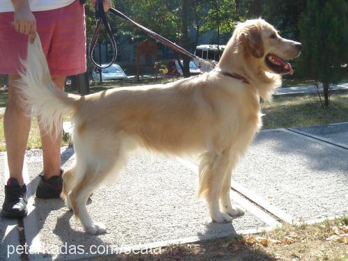 Togy Erkek Golden Retriever