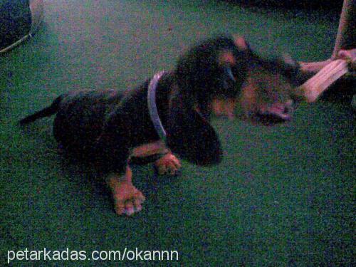 kontes Dişi Dachshund