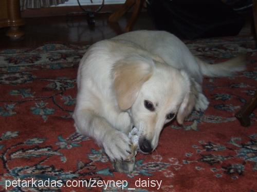 daisy Dişi Golden Retriever