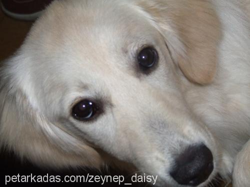 daisy Dişi Golden Retriever