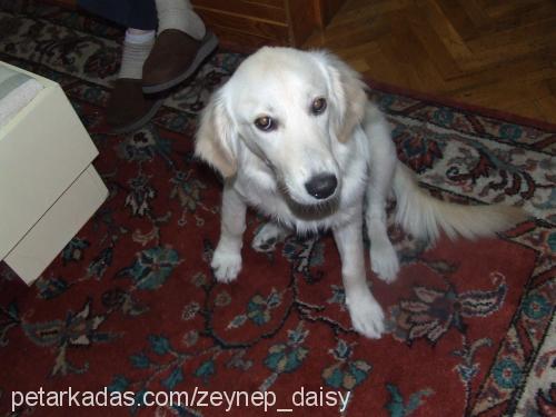 daisy Dişi Golden Retriever