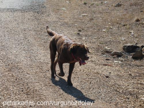 duphne Dişi Labrador Retriever