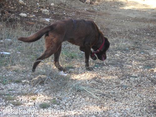 duphne Dişi Labrador Retriever