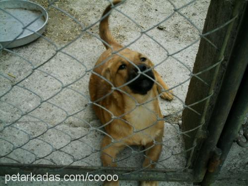 badi Erkek Sokö (Sokak Köpeği)